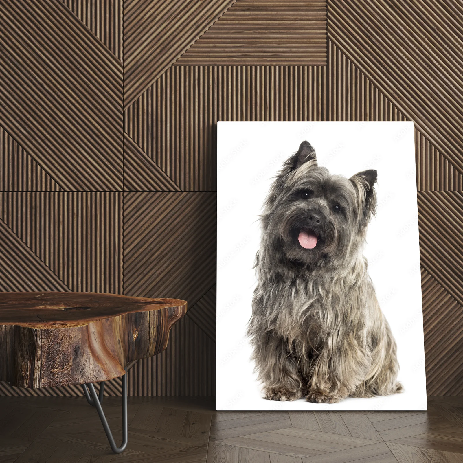 Cairn Terrier: Przyjaciel w bieli