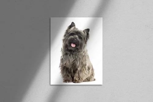 Cairn Terrier: Przyjaciel w bieli