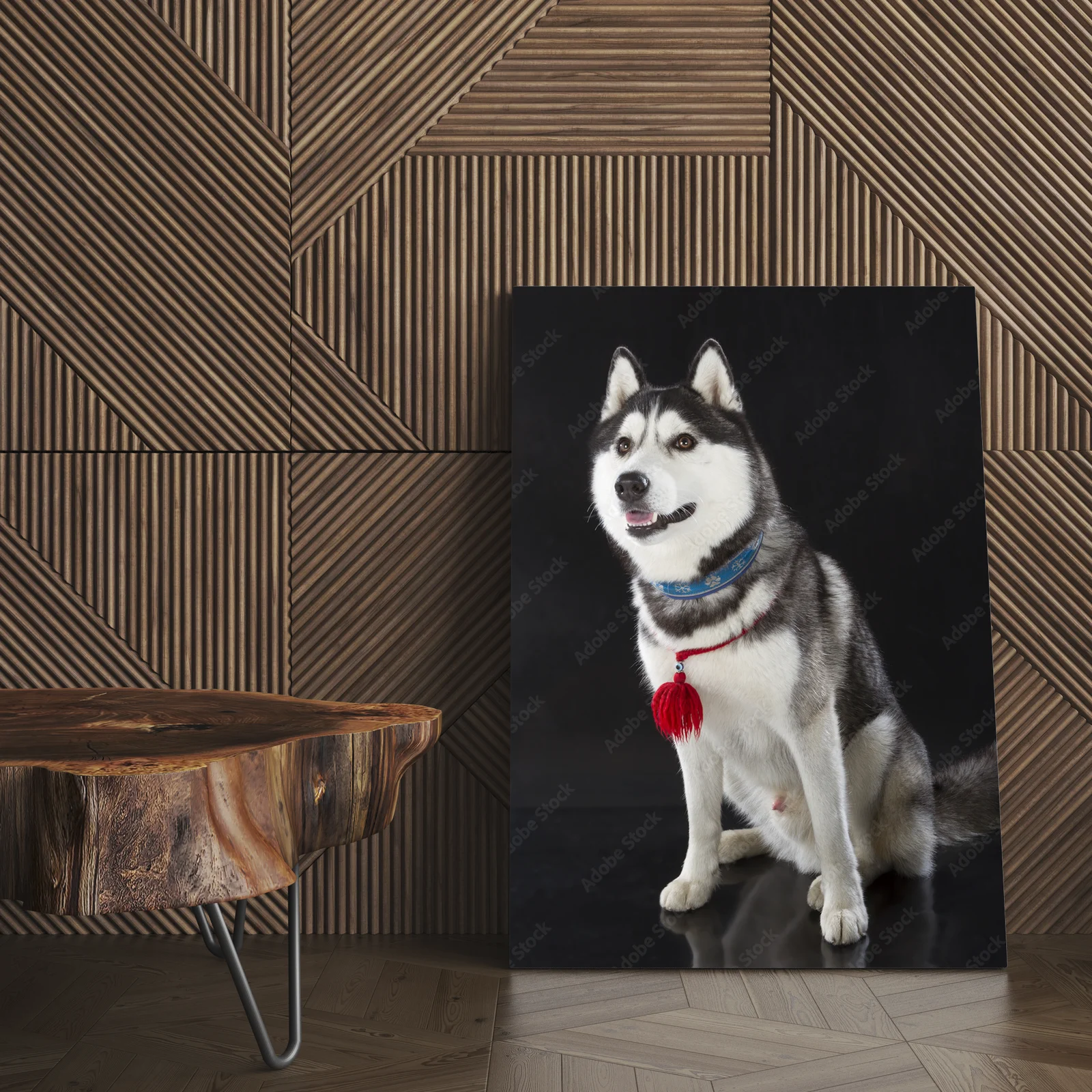 Urok syberyjskiego husky na głębokim tle