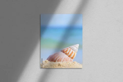 Urokliwa muszla na piaszczystej plaży