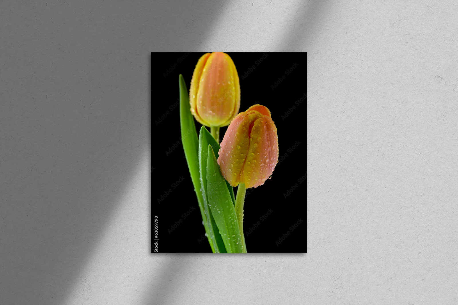 Mokre tulipany na czarnym tle – elegancka kompozycja