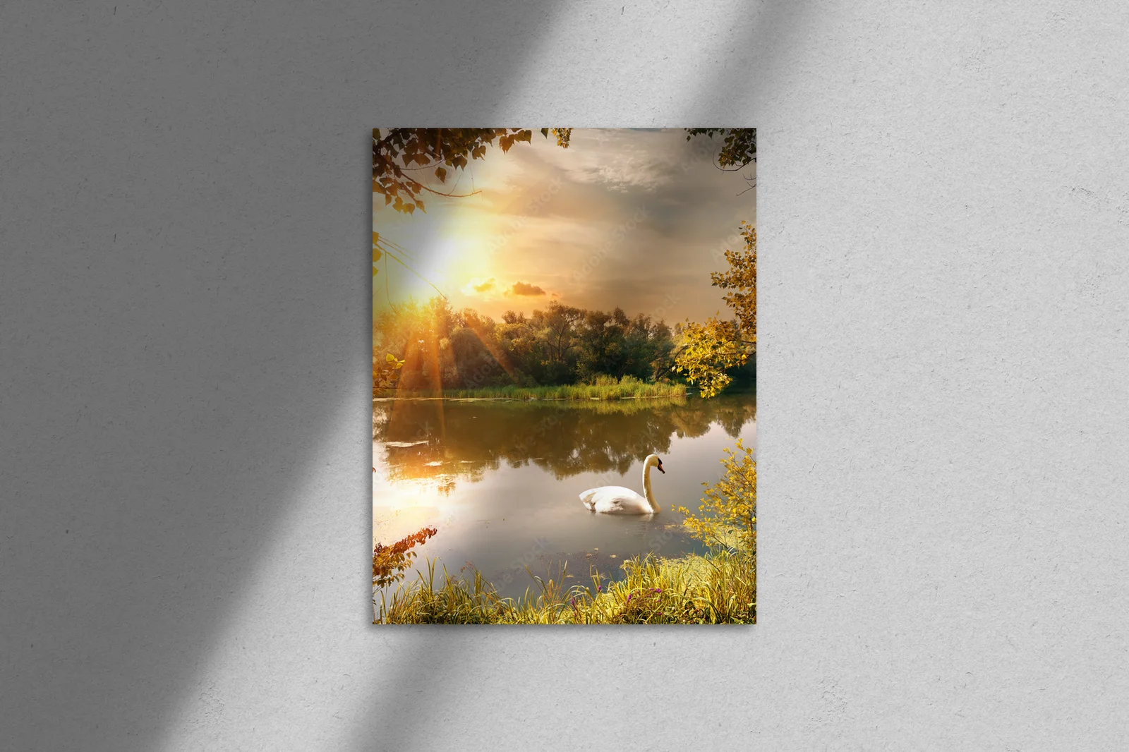 Swan on the Pond: Spokój Natury w Kolorach