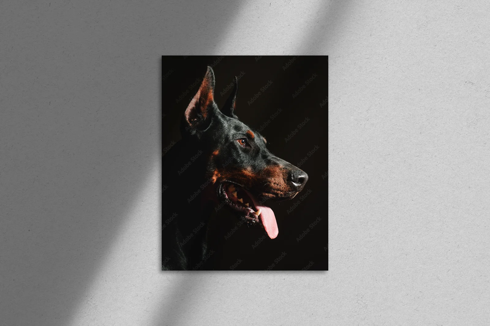 Wspaniale czarne oblicze dobermana w blasku reflektorów