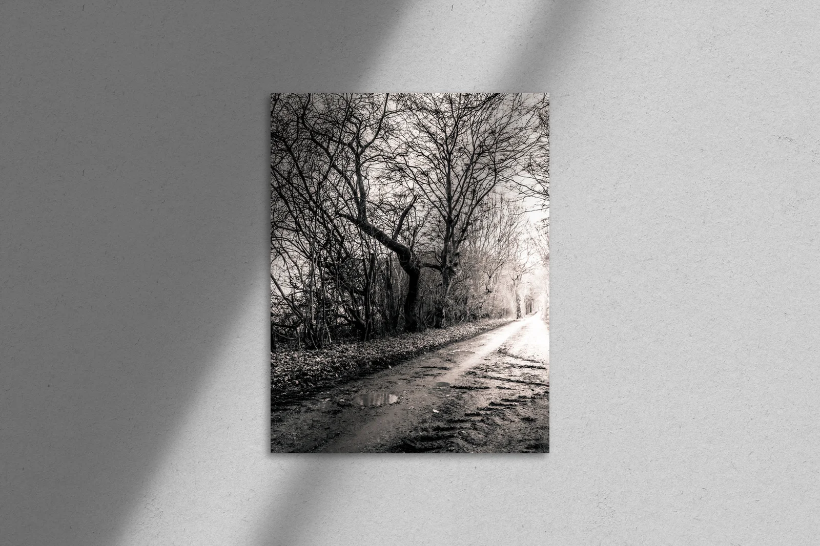Magia leśnej drogi w monochromatycznych tonach