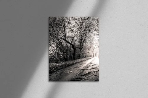 Magia leśnej drogi w monochromatycznych tonach