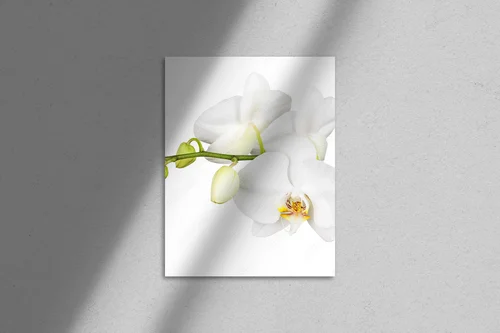 Cudowna biel orchidei na tle natury
