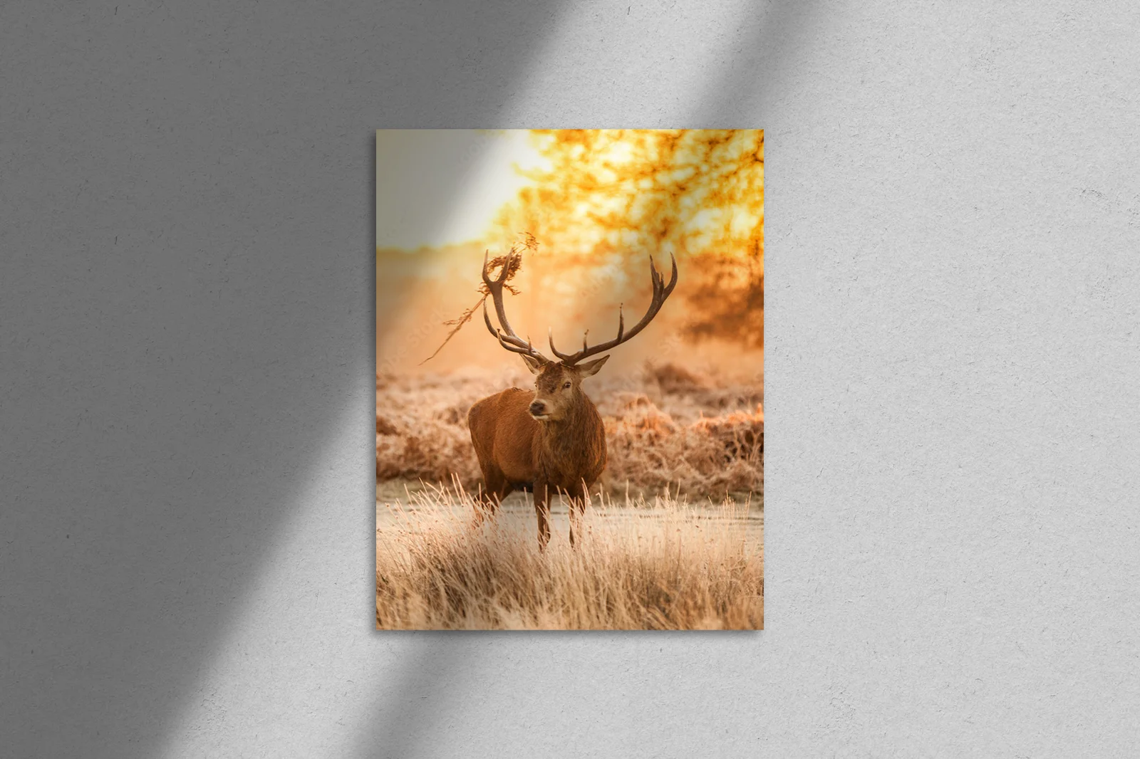 Deer w blasku porannego słońca