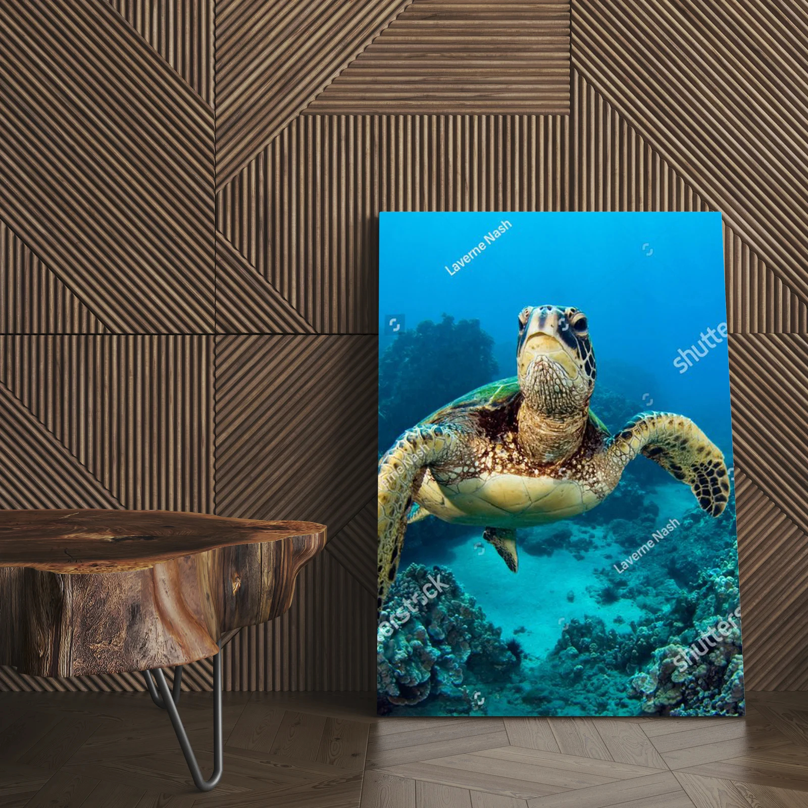 Wulkaniczne wody Galapagos z żółwiem morskich