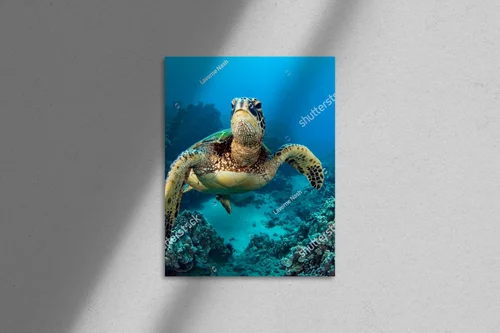 Wulkaniczne wody Galapagos z żółwiem morskich