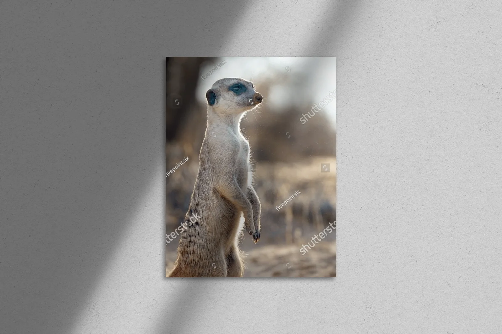 Urokliwe meerkaty w panoramie Kalahari