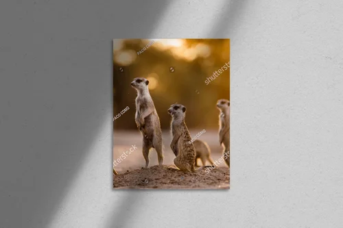 Urokliwy poranek z surykatkami w Kgalagadi