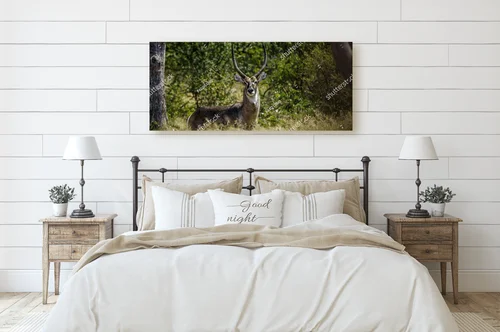 Urokliwe wody sawanny: Common Waterbuck w Krugerze