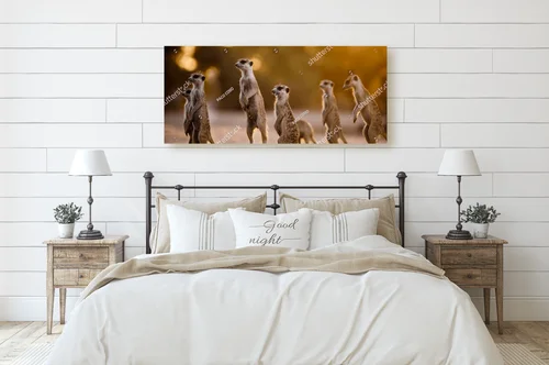 Urokliwy poranek z surykatkami w Kgalagadi
