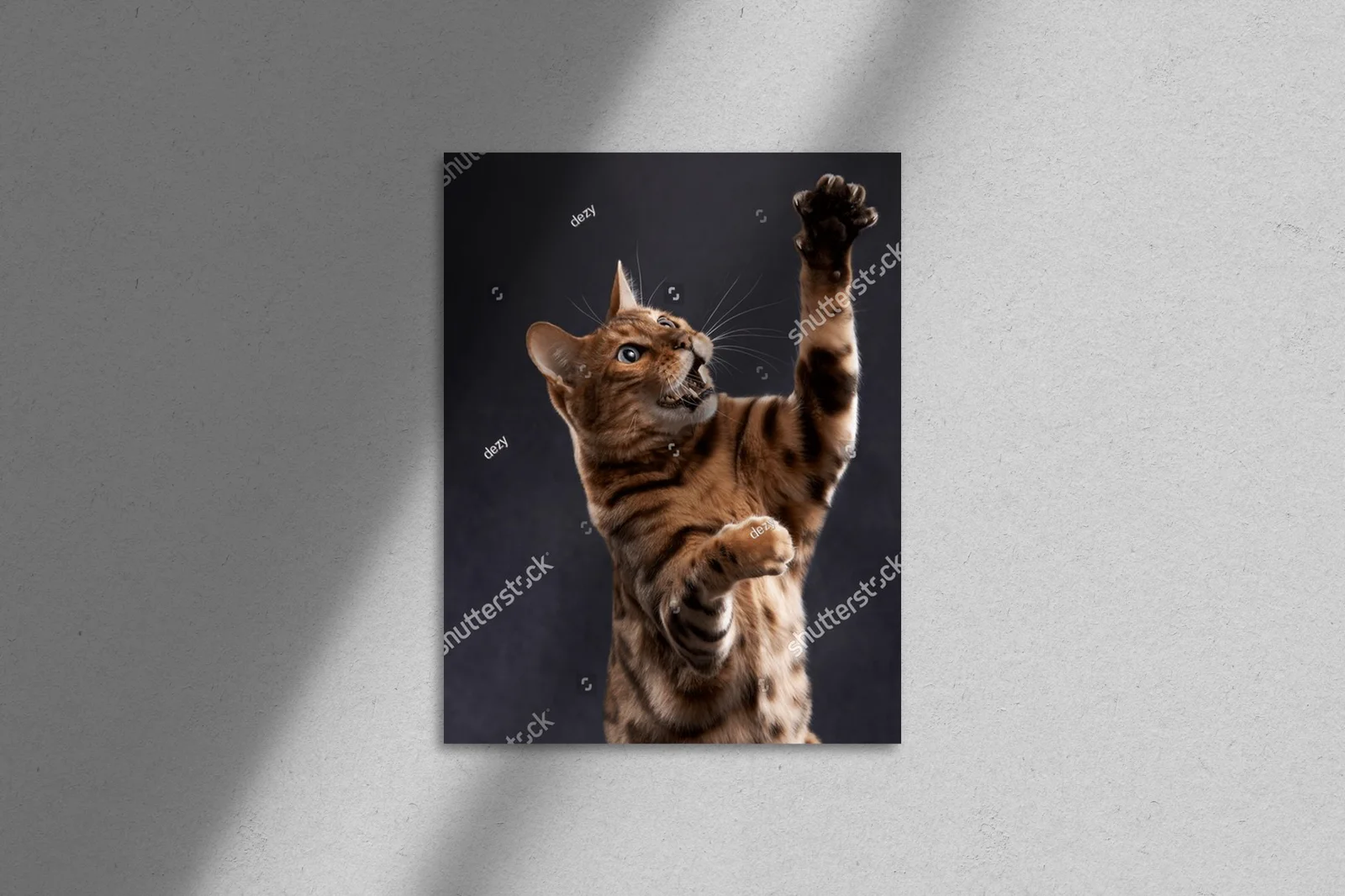 Zabawny bengalski kot w czarnej aranżacji