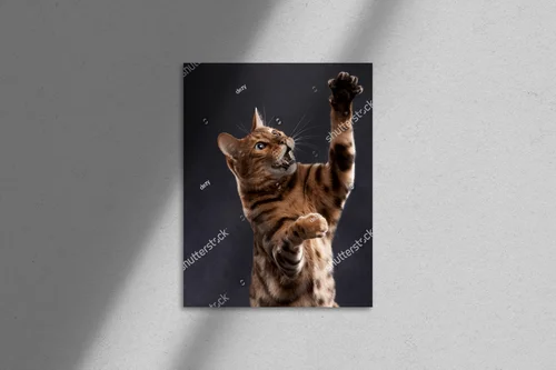 Zabawny bengalski kot w czarnej aranżacji