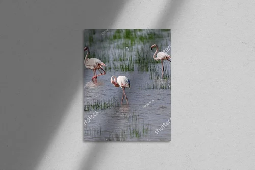 Elegancja różowych flamingów w andaluzyjskich lagunach