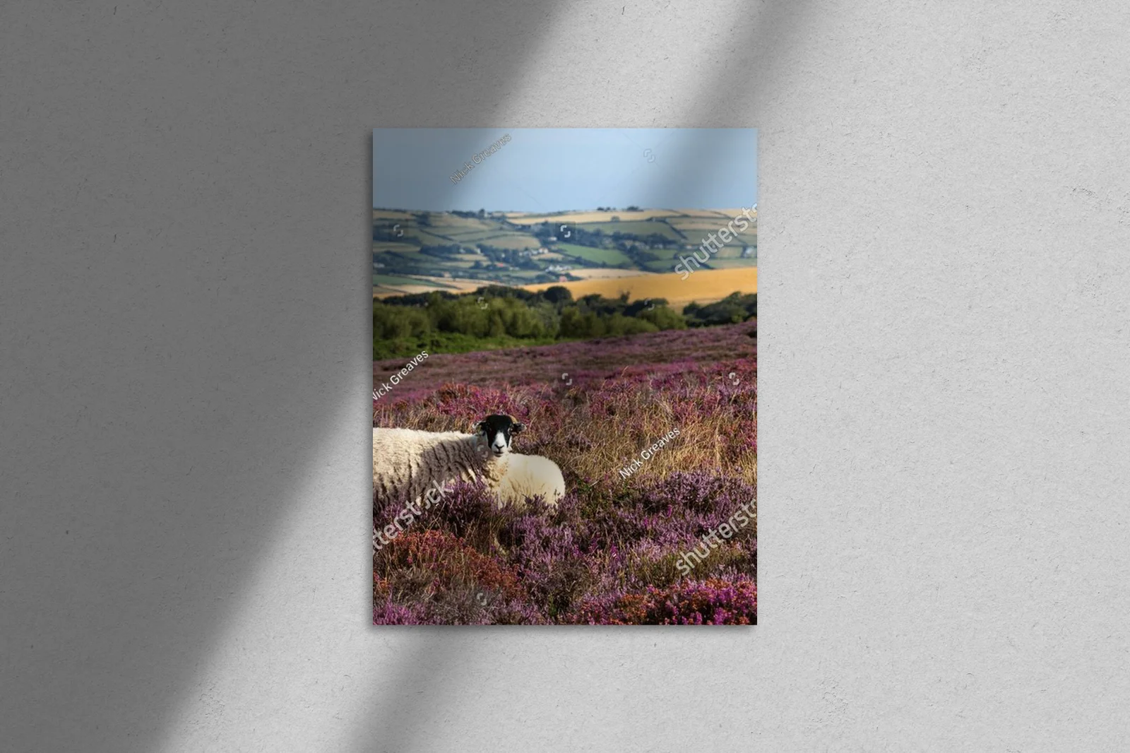 Wytrwałość natury: Swaledale w pastelowych odcieniach