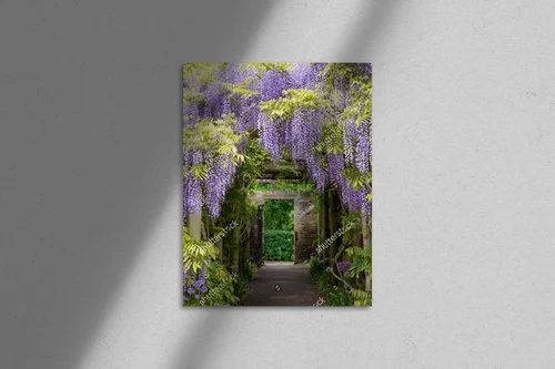 Magia wisteri w tunelu w Eastcote