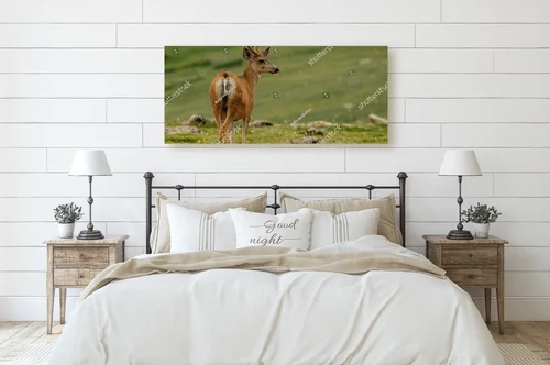 Mule Deer na tle malowniczych gór w Colorado