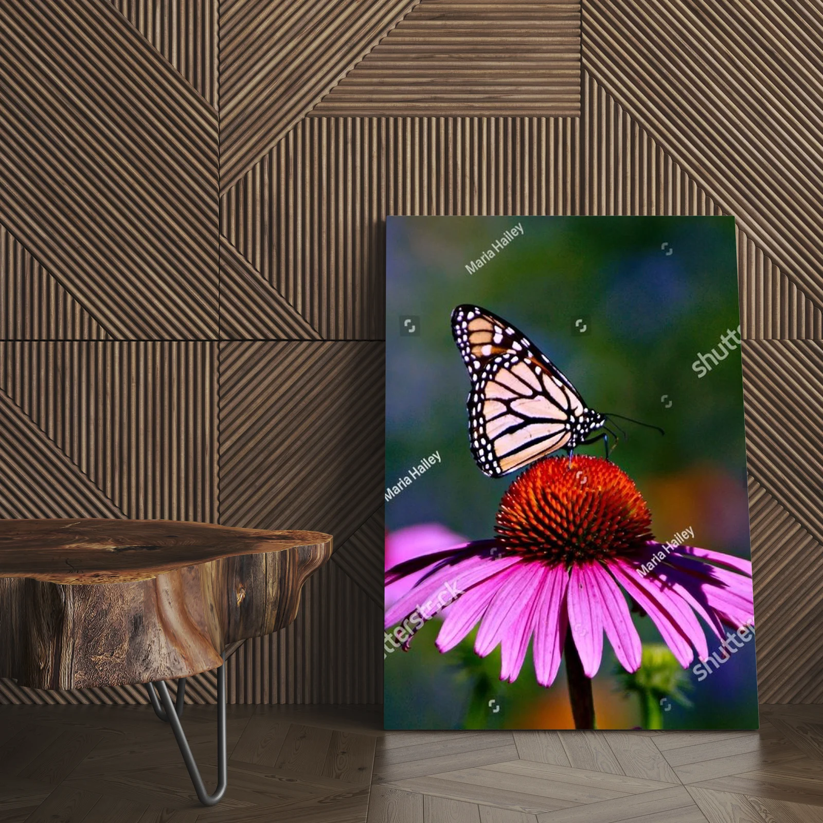 Bajeczny motyl monarszy na fioletowej koneflower