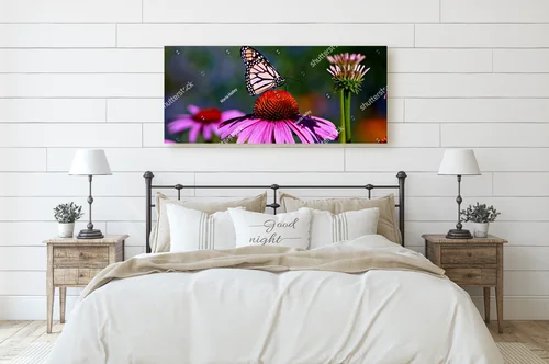 Bajeczny motyl monarszy na fioletowej koneflower
