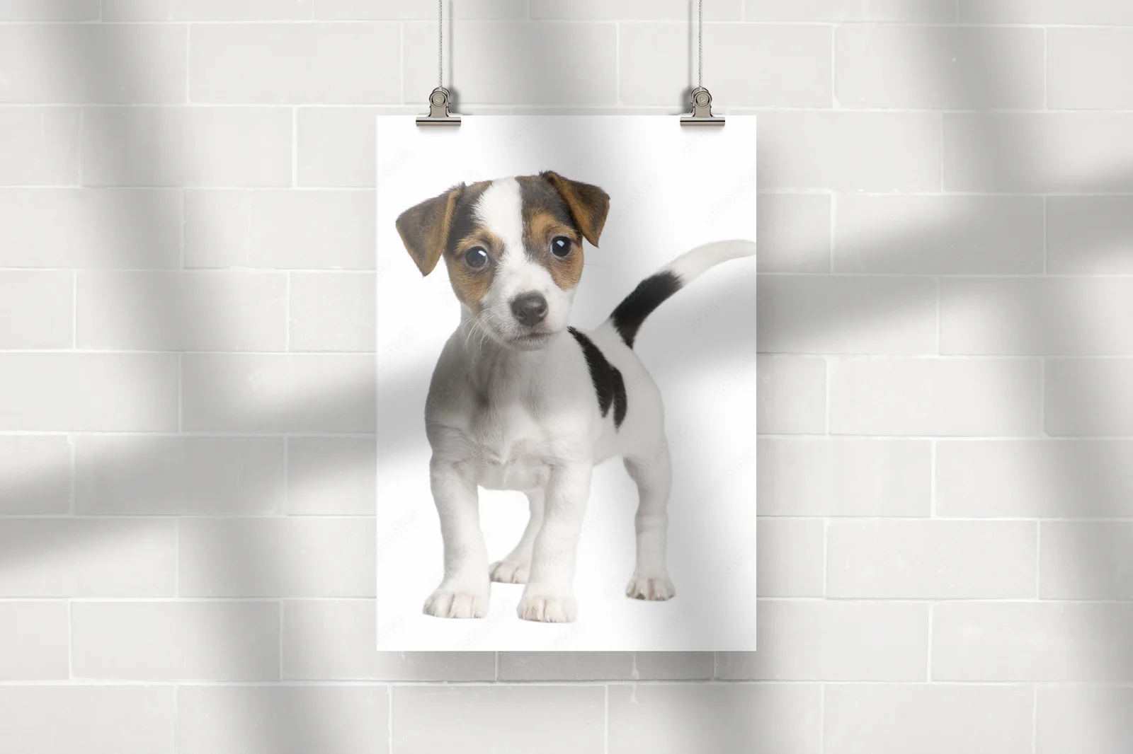 Urocze szczenię Jack Russell na białym tle