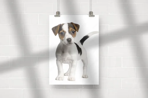 Urocze szczenię Jack Russell na białym tle