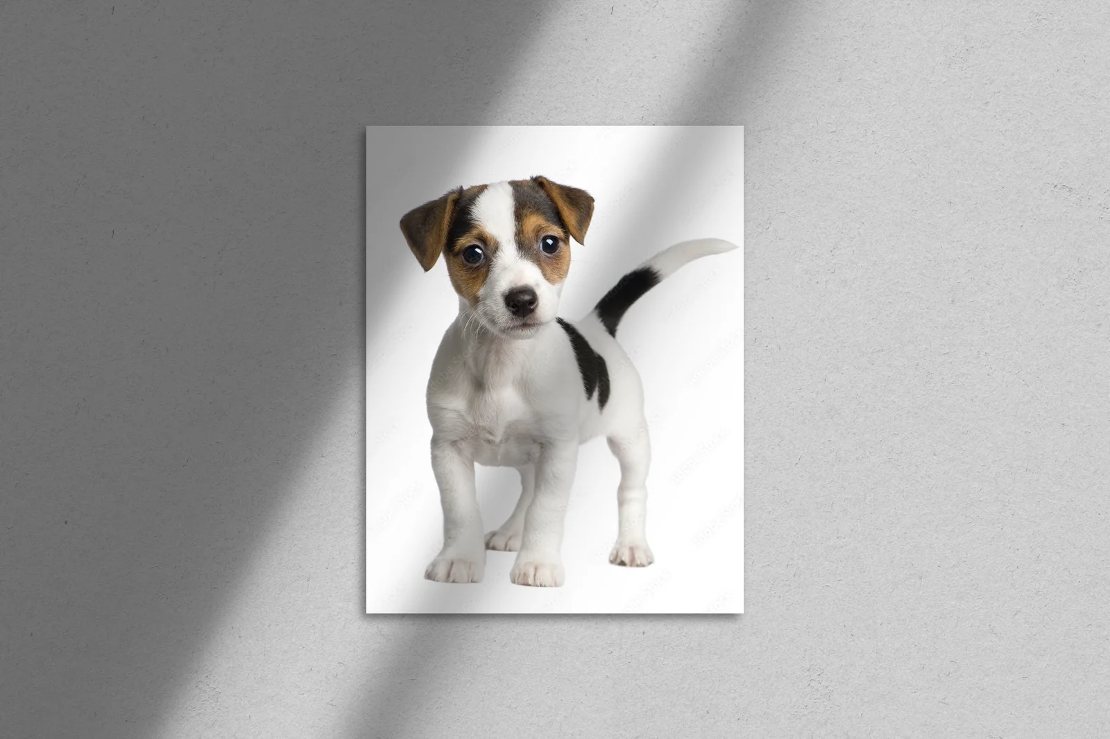 Urocze szczenię Jack Russell na białym tle