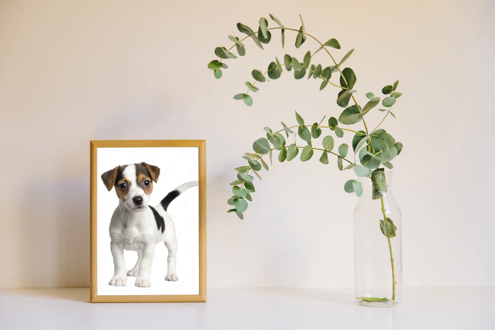 Urocze szczenię Jack Russell na białym tle