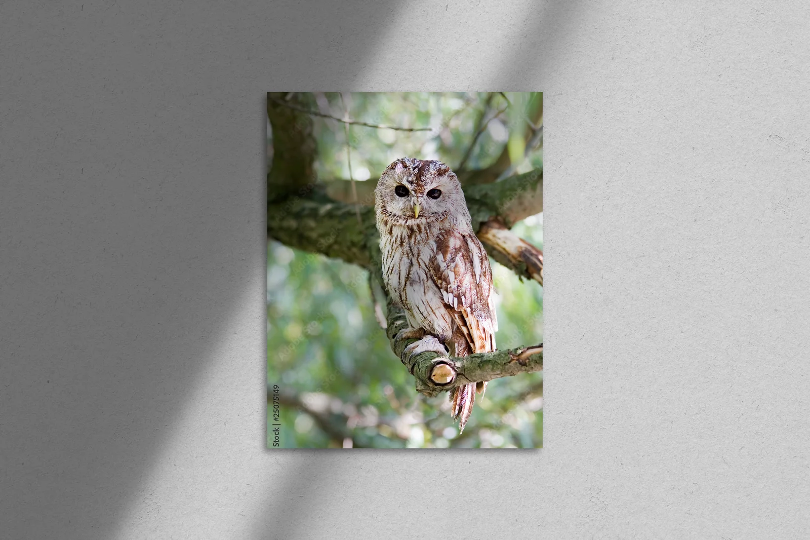 Wznoszący się tawny owl w naturalnych odcieniach