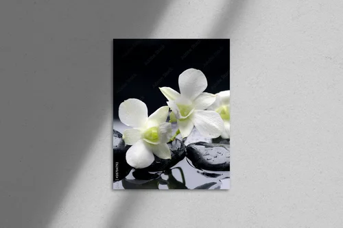 Zjawiskowa harmonia orchidei w delikatnych odcieniach