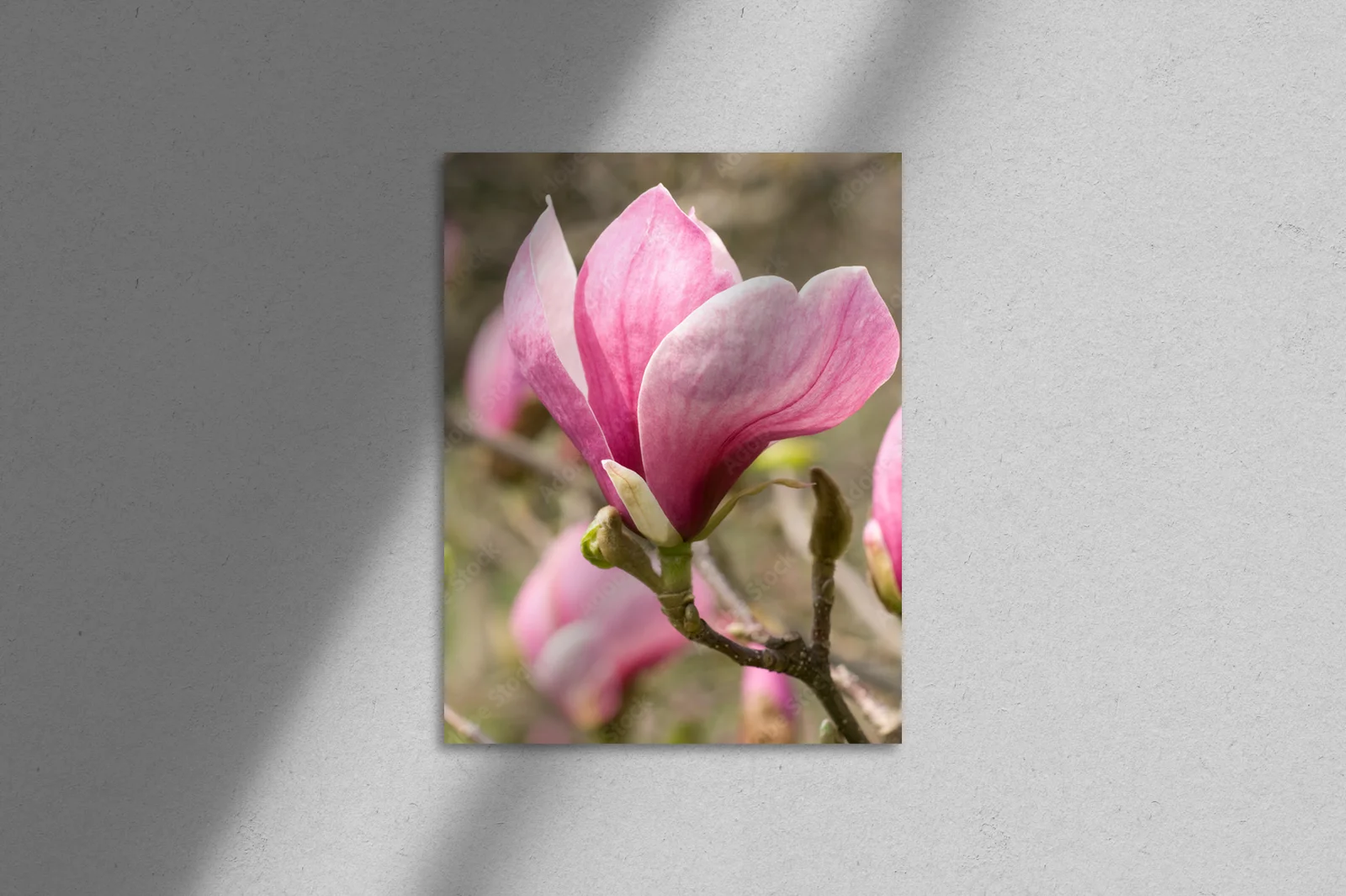 Elegancka magnolia w ciepłych odcieniach