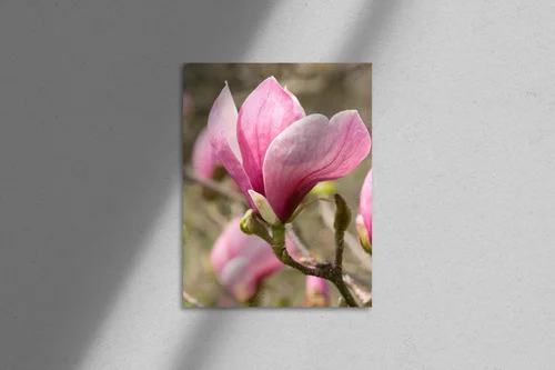 Elegancka magnolia w ciepłych odcieniach