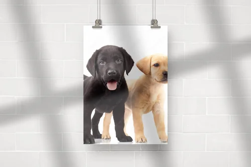 Urocze labradorowe szczenięta w białej palecie