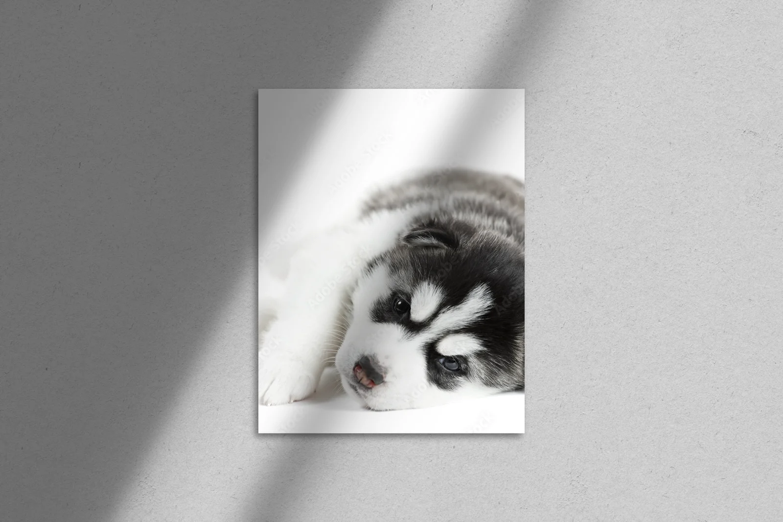 Urokliwy szczeniak husky o białej sierści