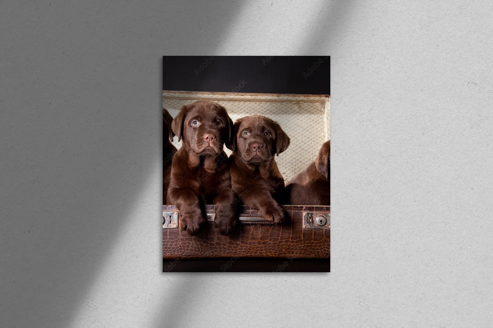 Cztery urocze szczenięta Labradorów w vintage walizce