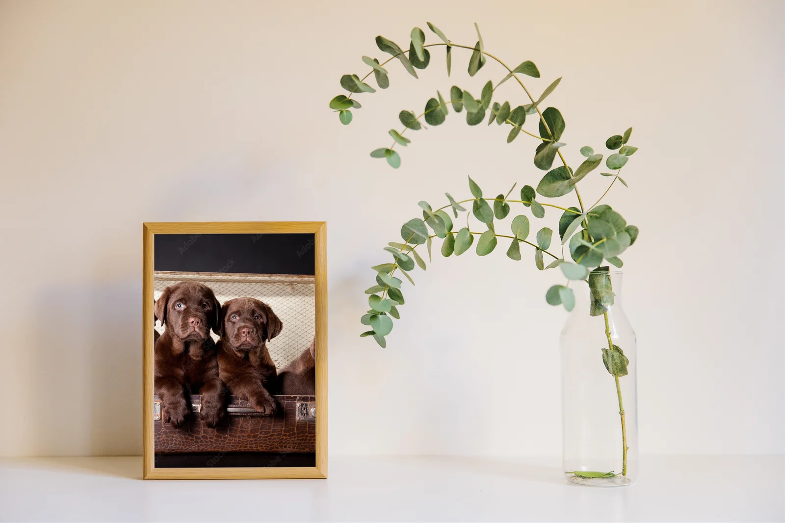 Cztery urocze szczenięta Labradorów w vintage walizce