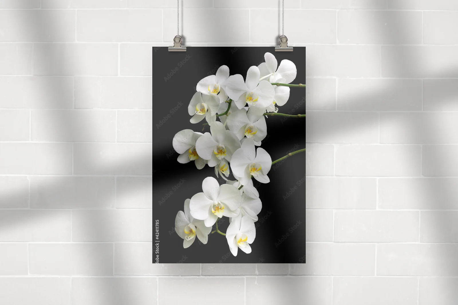 Egzotyczna biel orchidei na głębokim tle