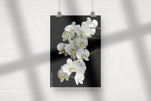 Egzotyczna biel orchidei na głębokim tle