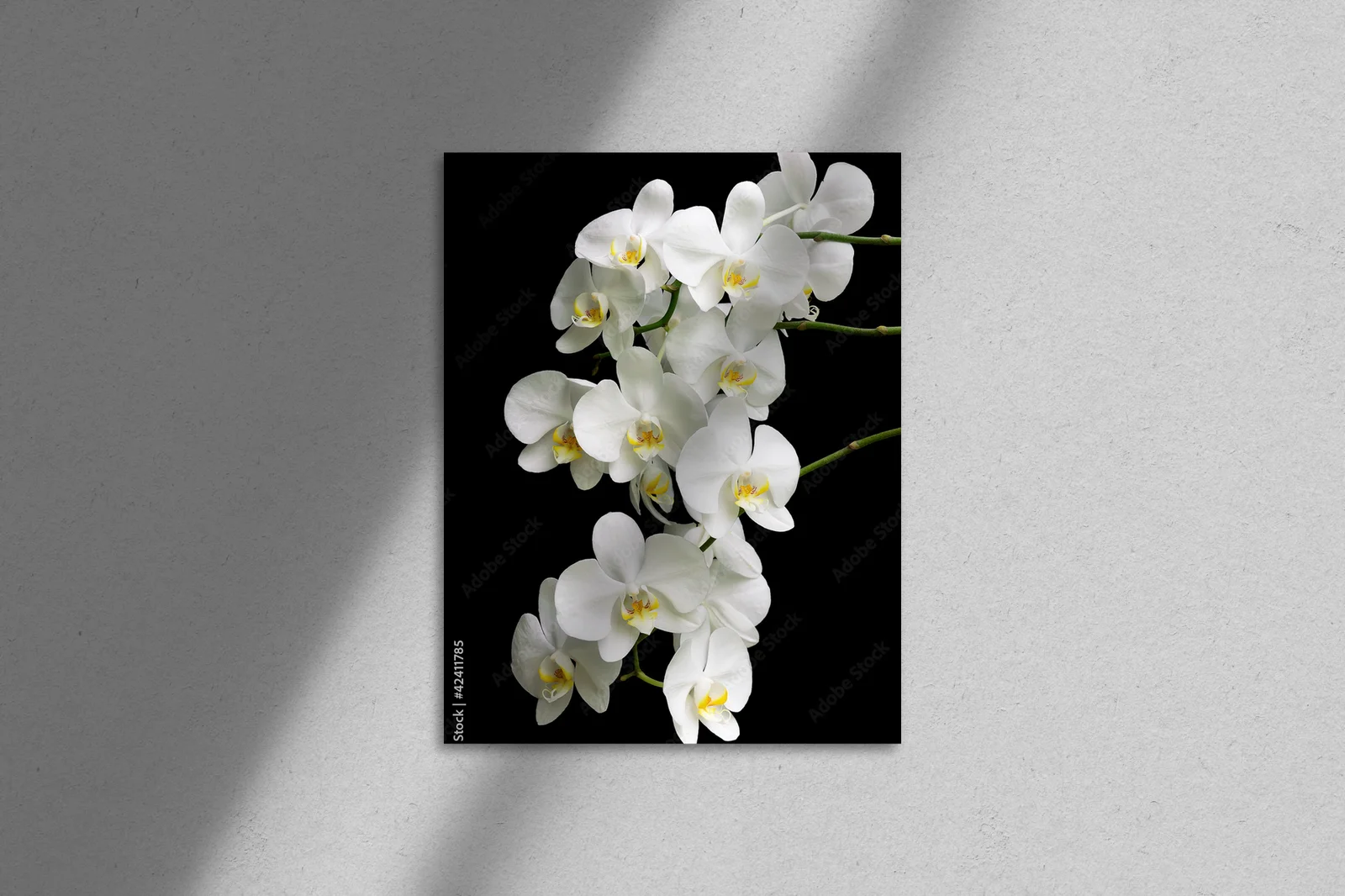 Egzotyczna biel orchidei na głębokim tle