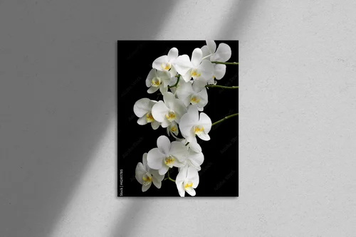 Egzotyczna biel orchidei na głębokim tle