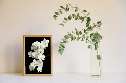 Egzotyczna biel orchidei na głębokim tle