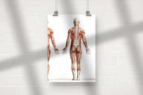 Anatomia człowieka w subtelnej bieli