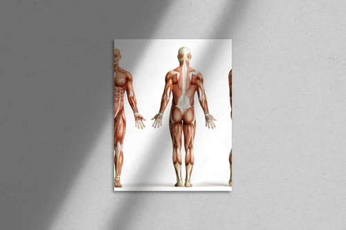 Anatomia człowieka w subtelnej bieli