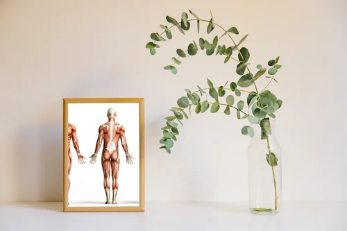Anatomia człowieka w subtelnej bieli
