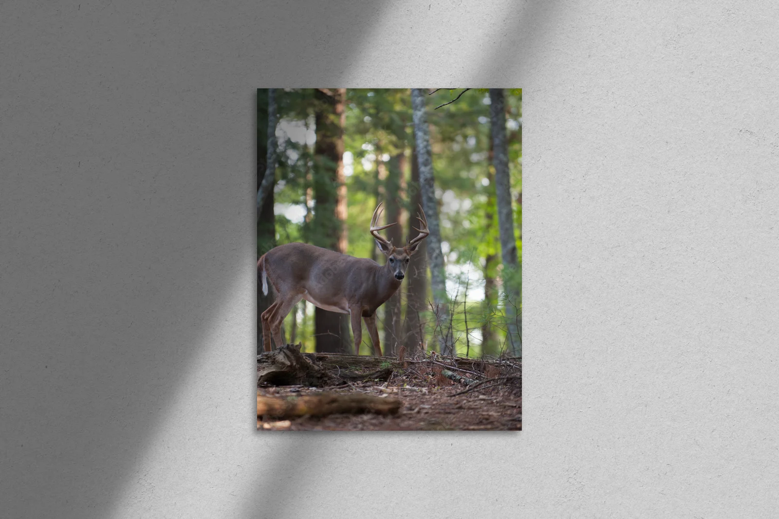 Odkryj majestat białonogiego jelonka w naturalnych barwach