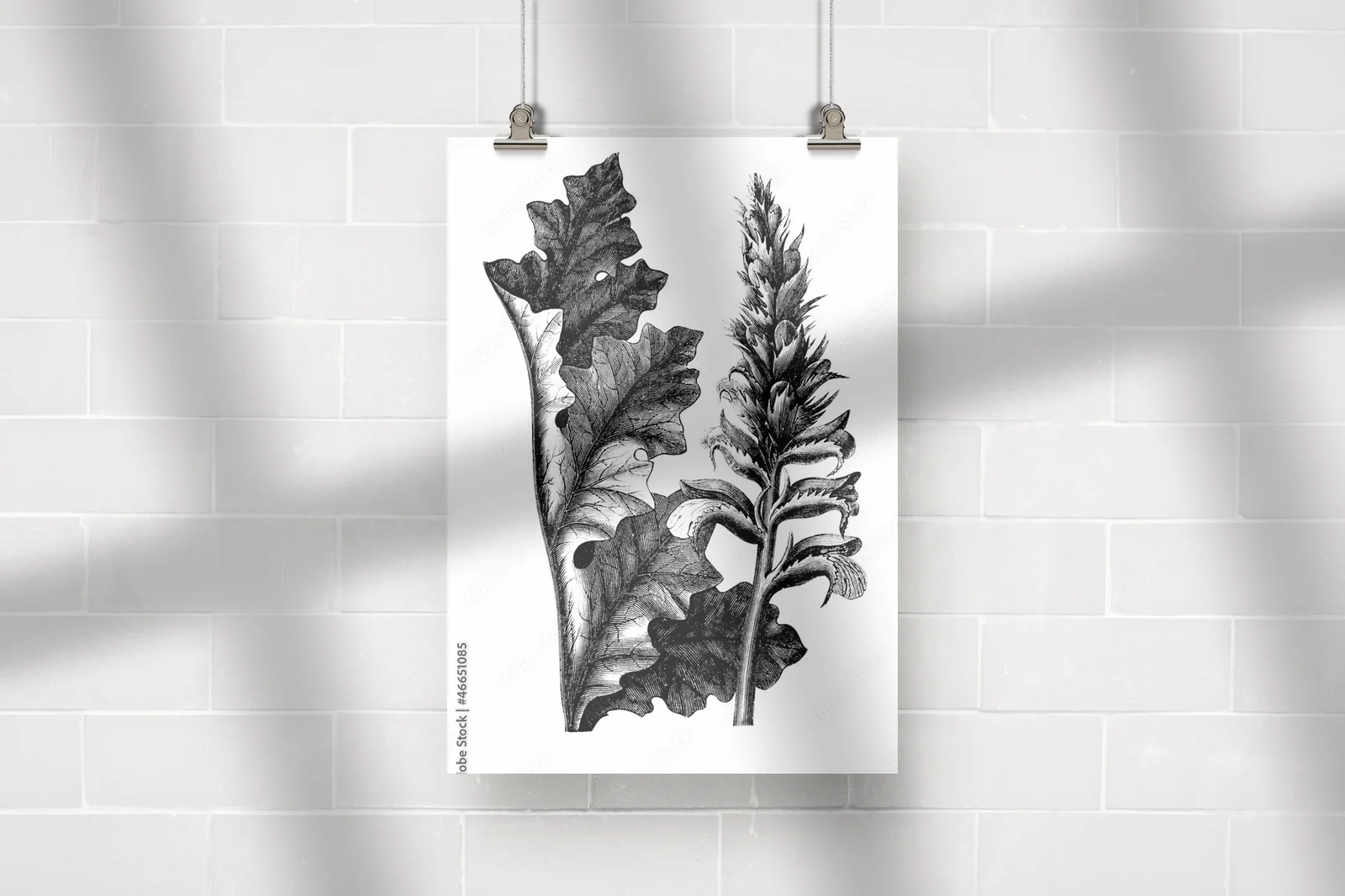 Acanthus - kwiatowe emocje w bieli i czerni