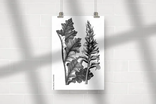 Acanthus - kwiatowe emocje w bieli i czerni