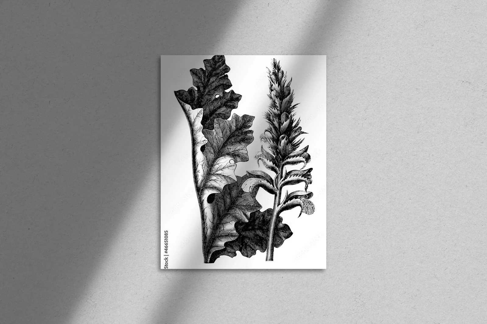Acanthus - kwiatowe emocje w bieli i czerni