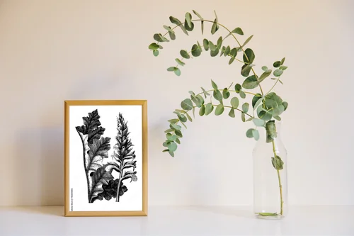 Acanthus - kwiatowe emocje w bieli i czerni